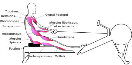 muscles-rameur-guide-achat